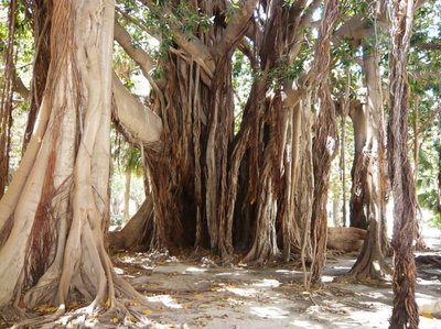 가리발디 정원 (자르디노 가리발디)